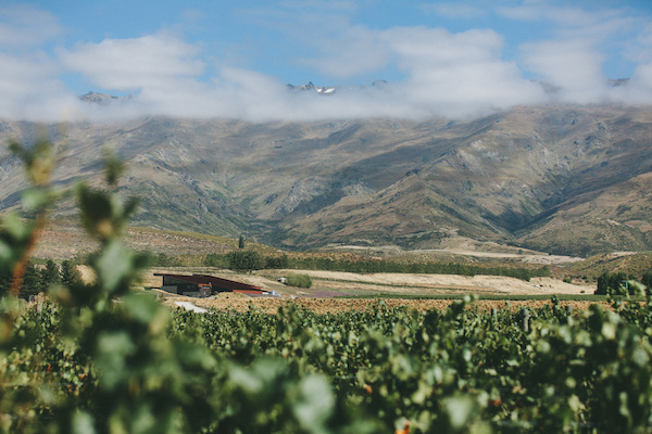All Things Wine In and Around Queenstown